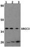 DNA repair protein XRCC3 antibody, PA5-75934, Invitrogen Antibodies, Western Blot image 