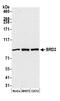 Bromodomain Containing 2 antibody, A700-008, Bethyl Labs, Western Blot image 
