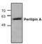 Perilipin A antibody, TA319013, Origene, Western Blot image 