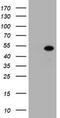 Zinc finger and SCAN domain-containing protein 4 antibody, CF800536, Origene, Western Blot image 