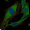 CRK Proto-Oncogene, Adaptor Protein antibody, LS-C814014, Lifespan Biosciences, Immunofluorescence image 
