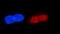 DNA excision repair protein ERCC-1 antibody, A00388-3, Boster Biological Technology, Immunofluorescence image 
