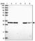 Coatomer Protein Complex Subunit Epsilon antibody, HPA043576, Atlas Antibodies, Western Blot image 