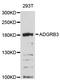 Adhesion G Protein-Coupled Receptor B3 antibody, abx125495, Abbexa, Western Blot image 