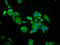 BRCA1-associated protein antibody, LS-C671666, Lifespan Biosciences, Immunofluorescence image 