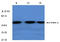 Activin A Receptor Like Type 1 antibody, AP01172PU-N, Origene, Western Blot image 