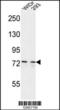 Centrosomal Protein 63 antibody, 61-672, ProSci, Western Blot image 