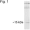 Peptidylprolyl Isomerase D antibody, NB120-3567, Novus Biologicals, Western Blot image 