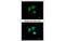 Quinone oxidoreductase PIG3 antibody, MBS835174, MyBioSource, Immunofluorescence image 