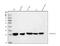 Ubiquitin C-Terminal Hydrolase L1 antibody, PB9840, Boster Biological Technology, Western Blot image 