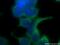Fermitin family homolog 1 antibody, 22215-1-AP, Proteintech Group, Immunofluorescence image 