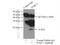 Proline Rich Nuclear Receptor Coactivator 2 antibody, 51050-1-AP, Proteintech Group, Immunoprecipitation image 