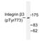 Integrin Subunit Beta 3 antibody, AP01615PU-N, Origene, Western Blot image 