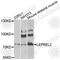Prolyl 3-hydroxylase 3 antibody, A8062, ABclonal Technology, Western Blot image 