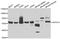 Heat Shock Protein Family A (Hsp70) Member 14 antibody, orb247809, Biorbyt, Western Blot image 