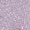 Autophagy Related 16 Like 1 antibody, HPA063900, Atlas Antibodies, Immunohistochemistry frozen image 