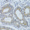 DnaJ Heat Shock Protein Family (Hsp40) Member C19 antibody, 19-537, ProSci, Immunohistochemistry paraffin image 