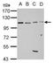 GRIP1 Associated Protein 1 antibody, GTX123753, GeneTex, Western Blot image 