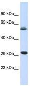 Polycomb group RING finger protein 3 antibody, TA335695, Origene, Western Blot image 