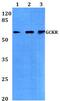 Glucokinase regulatory protein antibody, PA5-75253, Invitrogen Antibodies, Western Blot image 