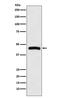 Histamine Receptor H3 antibody, M06436, Boster Biological Technology, Western Blot image 