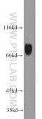 Heat shock factor protein 1 antibody, 51034-1-AP, Proteintech Group, Western Blot image 