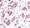 Histone H3 antibody, MA5-14867, Invitrogen Antibodies, Immunohistochemistry paraffin image 