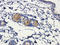 Interleukin 10 antibody, orb221323, Biorbyt, Immunohistochemistry paraffin image 