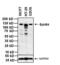 Htk antibody, 37-1800, Invitrogen Antibodies, Western Blot image 