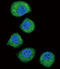 Fibroblast growth factor receptor 2 antibody, LS-C97522, Lifespan Biosciences, Immunofluorescence image 