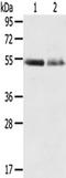 Ammonium transporter Rh type C antibody, TA351596, Origene, Western Blot image 