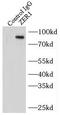 Zyg-11 Related Cell Cycle Regulator antibody, FNab09621, FineTest, Immunoprecipitation image 