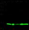 ADF antibody, 10384-RP02, Sino Biological, Western Blot image 