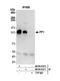 PHD finger protein 12 antibody, NB100-81671, Novus Biologicals, Western Blot image 