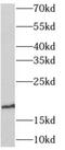 Angiogenin antibody, FNab00390, FineTest, Western Blot image 