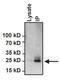 Heat Shock Protein Family B (Small) Member 1 antibody, GTX22790, GeneTex, Immunoprecipitation image 