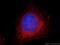 Methyltransferase Like 21A antibody, 21079-1-AP, Proteintech Group, Immunofluorescence image 