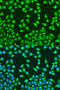 Mitochondrially Encoded Cytochrome C Oxidase II antibody, 13-934, ProSci, Immunofluorescence image 