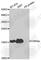 Histone Cluster 3 H3 antibody, A7255, ABclonal Technology, Western Blot image 