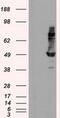IFT57 antibody, MA5-25044, Invitrogen Antibodies, Western Blot image 