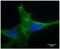 Phospholipase A2 Receptor 1 antibody, NBP2-50248, Novus Biologicals, Immunocytochemistry image 