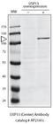 Ubiquitin carboxyl-terminal hydrolase 13 antibody, 61-106, ProSci, Western Blot image 