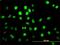 PBX Homeobox 2 antibody, H00005089-M01, Novus Biologicals, Immunocytochemistry image 