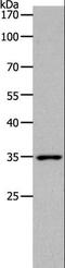 ACTH receptor antibody, LS-C402432, Lifespan Biosciences, Western Blot image 