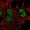 Homeobox D13 antibody, NBP2-55987, Novus Biologicals, Immunofluorescence image 