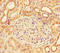 LHB antibody, A54376-100, Epigentek, Immunohistochemistry paraffin image 