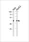LDL Receptor Related Protein Associated Protein 1 antibody, GTX81193, GeneTex, Western Blot image 