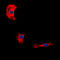 EGF Containing Fibulin Extracellular Matrix Protein 2 antibody, LS-C353422, Lifespan Biosciences, Immunofluorescence image 