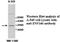 Zinc Finger Protein 146 antibody, MBS415511, MyBioSource, Western Blot image 