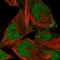 F-Box Protein 41 antibody, HPA055246, Atlas Antibodies, Immunofluorescence image 
